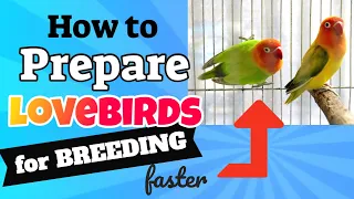 How To Prepare Lovebirds For Successful Breeding - TIPS TO BREED AFRICAN LOVE BIRDS FASTER