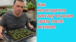 Всходы огурцов появились через 3 дня - что срочно сразу делаем.