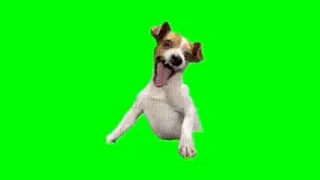 Dog laughing green screen