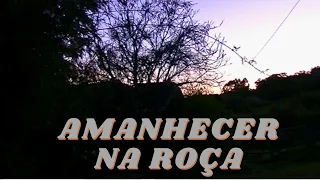 Passaros Cantando no Amanhecer na Roça