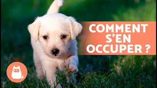 Comment PRENDRE SOIN D'UN CHIOT ? 🐶 (Éducation, Alimentation, Hygiène et Jeu)