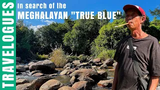 Meghalaya, the land of Channa pardalis "True Blue" - Habitat study and travelogue