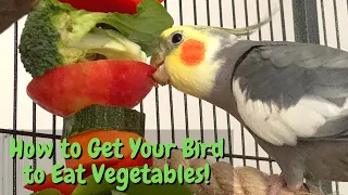 How to Get Your Bird to Eat Vegetables! | Tips and Tricks | BirdNerdSophie