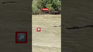 Jumping Barramundi at Cahill’s crossing, Northern Territory #shorts