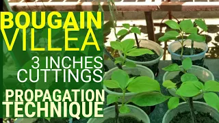 FASTEST  TECHNIQUE TO PROPAGATE  BOUGAINVILLEAS | 3-inch Cuttings Bougainvillea Propagation