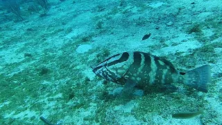 Grouper eating a WHAT?  Lionfish?  Yes or no, you decide