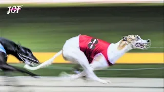 Greyhounds - 8 dogs - Track race