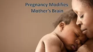 Pregnancy Modifies Mother’s Brain