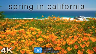 "Spring in California: 4K 1 Hour Dynamic Real-Time Ambient Nature Film + Ocean Sounds for Relaxation