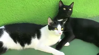 Gatos Nata y Chocolate primer baño en piscina con perro Cuqui / Videos de gatitos Luna y Estrella