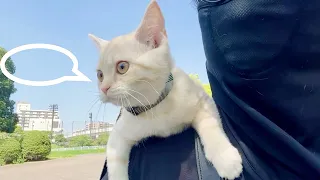 Best weather for a walk① A creepy man dressed all in black and a kitten arrived at the park