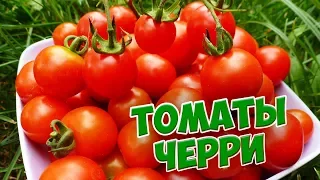 Томаты черри 🍅 Высокорослые и горшечные томаты 🍅 Обзор сортов от HitsadTV