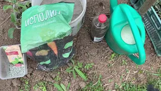 Высаживаю огурцы,капусту в открытый грунт
