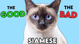 SIAMESE Cat PROS and CONS (MUST-KNOW)