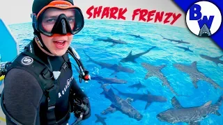 DIVING into a SHARK FRENZY!