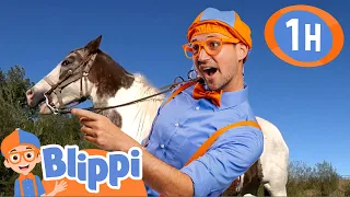 Learn About Horses | Blippi | Animal Videos and Kids Education
