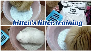 Kitten's litter training | best litter for cats | Cat's litter questions and answers