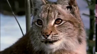 Рысь выходит на тропу (отрывок из фильма) / Lynx Follows the Path (movie snippet) (English Subt)