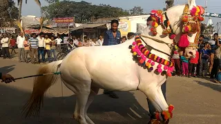 Wedding Horse Dancing Video | Marriage Horses Dancing | Horse Dancing in Wedding