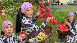 เก็บแอ๊ปเปิ้ลสวนหลังบ้าน # แดงมากหวานฉำกรอบมาก# picking apples.17/10/22.