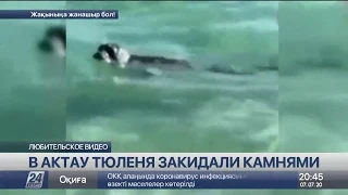 В Актау тюленя закидали камнями: полиция ищет хулиганов