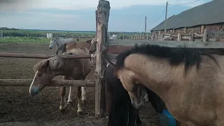 Большой жеребец и пони знакомятся