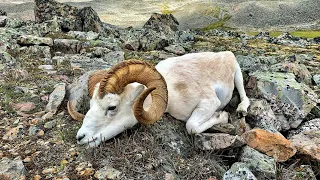 Dall’s Sheep with Canol Outfitters