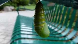 Monarch Caterpillar Going Into Chrysalis