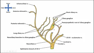 Branching of the Ophthalmic Nerve and Artery