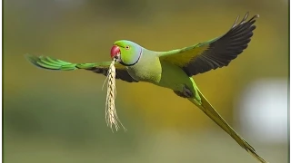 Экзотические птицы Ожереловые попугаи, или кольчатые лат  Psittacula   копия