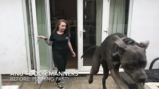 Anu, the incredible Cane Corso! | London Dog Trainers