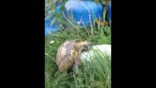 Humping Tortoise