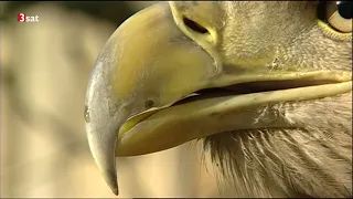 Majestät im Aufwind: Seeadler - Neubürger in Mitteldeutschland Doku (2007)