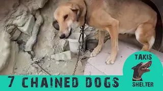 The Rescue of Seven Chained Dogs - Takis Shelter
