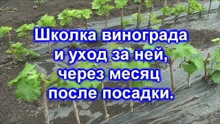 Школка винограда через месяц после посадки