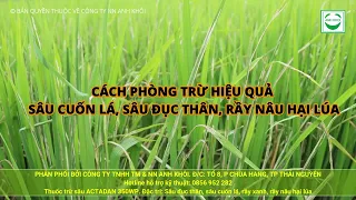 Sâu cuốn lá, đục thân hại lúa và cách phòng trừ