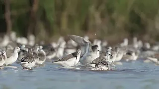 Falaropos - Miramar de ansenuza