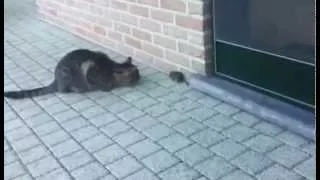 TOM AND JERRY IN REALITY