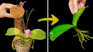 Just 1 spoon of this, the orchid immediately revives and blooms in 30 days