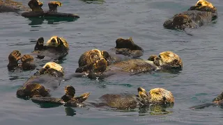 Sea otter - Kuril Islands | Film Studio Aves