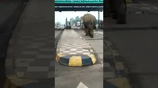 A Elephant on jhargram road