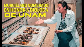 Nueva especie de murciélago rinde tributo a bióloga de la UNAM - UNAM Global