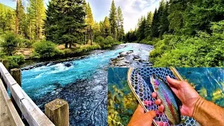 Fly Fishing for Trout on the Metolius River - Gorgeous Rainbow Trout & The Elusive GIANT Bull Trout