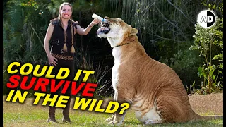 The biggest Cat: Can Ligers Survive in the Wild?