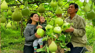 Single mother: Baby Nguyen needs to go to the hospital urgently - Harvesting gourds | Ly Thi Duyen