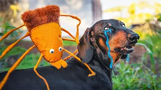 Funny Ticks Tips! Cute & funny dachshund dog video!