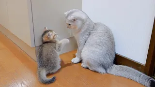 A cute kitten trying to catch up to his older cat and punch him.