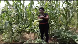 7 Acres of Maize Season Ready for Harvest by Nassiwa Justine. Buzibwera Charity Green Acres Farm