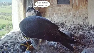 FalconCam Orange CSU~Mom shows Yuruga how to de-feathering a prey~8:30 AM 2021/11/17