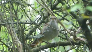 Singing Nightingale / Singende Nachtigall